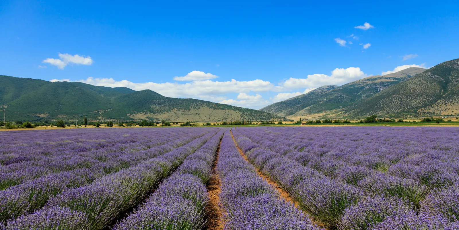 Rows of lavender extending towards green mountains